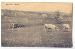 D 10986  - AMONINES  -  Panorama   *bétail*vaches* - Erezée