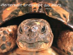 (830) Turtles Or Tortoise - Tortue - Schildpadden