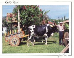 (897) Costa Rica Cow Carting - Costa Rica