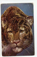 AK TIEREWELT TIGER SIGNIERT KARTE : LUDWIG FROMME  " PELUBA " Nr. 240. OLD POSTCARD - Tigres