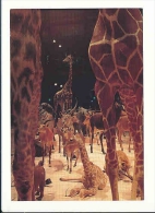 Muséum Naturel D'Histoire Naturelle / La Girafe Se Repose / Animal Giraffe  //  8/631 - Giraffe