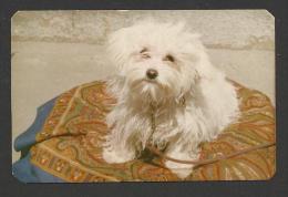 HUNGARIAN  PUPPY,(60 X 90 Mm.) 1980. - Petit Format : 1971-80