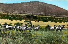 Mai13 1443 : Zèbre  -  Afrique - Zebra's