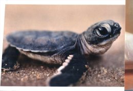 (313) Tortue - Tortoise - Turtle - Schildpadden