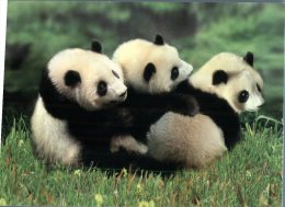 (313) Panda Bear - Ours Panda - Beren