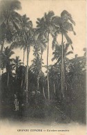 Mai13 1558 : Grande Comore  -  Cocotiers Centenaires - Comoros