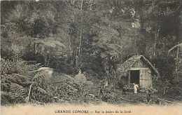 Mai13 1559 : Grande Comore  -  Lisière De La Forêt - Comoros