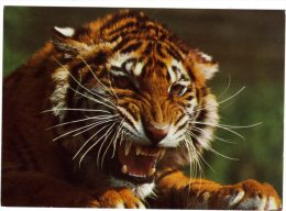 TIGRE - Tigri
