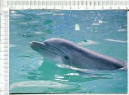 DAUPHIN - Dolfijnen