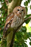 (Y47-059  ) Owl Bird Oiseaux Hiboux Chouettes Búhos Uilen, Postal Stationery -Articles Postaux -Postsache F - Owls