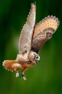 Owl Bird   ,   Postal Stationery -Articles Postaux -Postsache F (Y03-67) - Owls