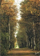 Promenade En Forêt De BONDY - Couleurs D'Automne - Circulée En 1993 - Bondy