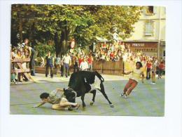 Pyrénées Atlantiques.Hasparren Course De Vaches - Hasparren