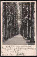 AK Eutin, Lindenallee Im Grossherzoglichen Schlosspark, Gel Bahnpost 1905 - Eutin