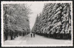 AK Moldau/Moldava, Winterstraße, Erzgebirge, Ung (Skiläufer) - Boehmen Und Maehren