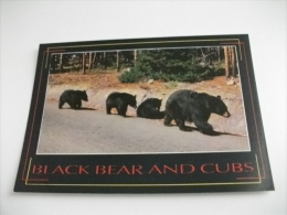 Orsi Black Bear And Cubs - Ours