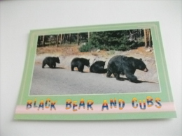 Orso Famiglia  Black Bear And Cubs - Beren