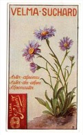 Chromo SUCHARD, N° 194 / 3, Fleur / Aster Des Alpes, Dos Avec Un Nain - Suchard