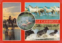 Cp , ANIMAUX , CHEVAUX , La Camargue , Gardians-chevaux-taureaux-flamants , Multi-Vues - Pferde