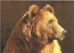 CARTE POSTALE - OURS - Bears