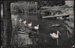 AK Schirnau-Mühle, Gaststätte Mit Aalfang, Gel 1957 (Rendsburg) - Rendsburg