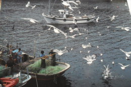 Barcos Pesqueros Muettes Gaviotas - Autres & Non Classés