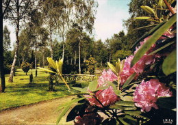 Domein Bokrijk  Het  Arboretum - Genk