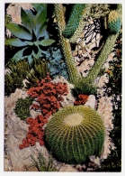 Postcard - Monaco    (V 17889) - Exotischer Garten