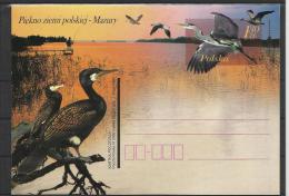 Pologne Poland Polen EP 84 Oiseaux Birds Cormoran échassier - Storks & Long-legged Wading Birds
