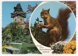 Postcard - Graz, Squirrel    (V 18008) - Graz