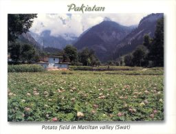 (321) Pakistan - Matiltan Valley - Pakistán