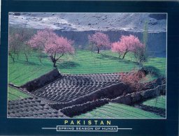 (321) Pakistan - Spring In Hunza - Pakistan