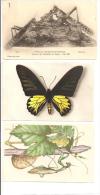 ANIMAUX    - Lot De 4 Cartes Et 16 Images    -   Insectes Divers - Insects