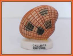 Feve Coquillage Callista Ericina N°3 - Dieren