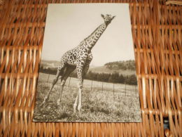 Giraffe Alte Tschechoslowakia Postkarte Postcard ORBIS - Jirafas