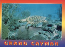 (789) Cayman Islands - Iles Caïman - Turtoise - Tortue - Kaaimaneilanden