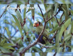 (789) Cayman Islands - Iles Caïman - Parrot - Cayman Islands