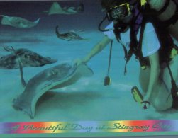 (789) Cayman Islands - Iles Caïman - Stingray City (diving) - Cayman (Isole)