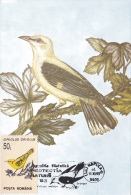 OISEAUX,BIRDS, ORIOLUS, GRANGUR, CM,CARTES MAXIMUM, MAXI CARD,1993,ROMANIA - Pernice, Quaglie