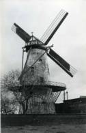 DEERLIJK (W.Vl.) - Molen/moulin - Historische Opname Van Molen Ter Geest En Te Zande In 1979 (nog Volop In Bedrijf). - Deerlijk