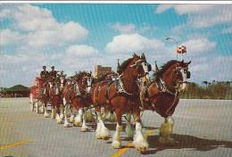 Florida Tampa Budweiser Clydesdale 8-Horse Team - Tampa