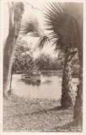 Florida Silver Springs Jungle Cruise Real Photo RPPC - Silver Springs