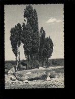 Lüneburg Lüneburger Heide : Billungstein Am Wilseder Berg Mit Baum  Tree Arbres - Lüneburg