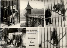 AK Bad Schandau, Bärenzwinger Mit Bummi Und Kullerchen, Ung, 1965 - Bad Schandau