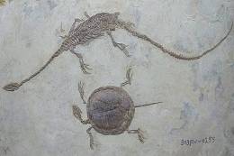 Dinosaur Fossils , Postal Stationery -- Articles Postaux (A49-01) - Fossili