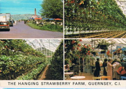 Guernsey   The Hanging  Strawberry  Car / Auto / Oldtimer - Guernsey