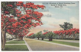 USA, MIAMI FL, POINCIANA TREES Along SOUTH MIAMI AVENUE -STREET VIEW- 1940s FLORIDA Vintage Postcard  [4014] - Miami