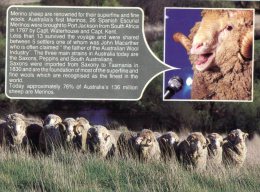 (565) Australia - Merino Sheep Industry - Outback