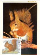 Belgium Belgique 1992 Squirrel Rodent Rodents Fauna - Nager