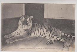 CPA PARIS, MUSEUM D HISTOIRE NATURELLE, TIGRE D ASIE - Tiger